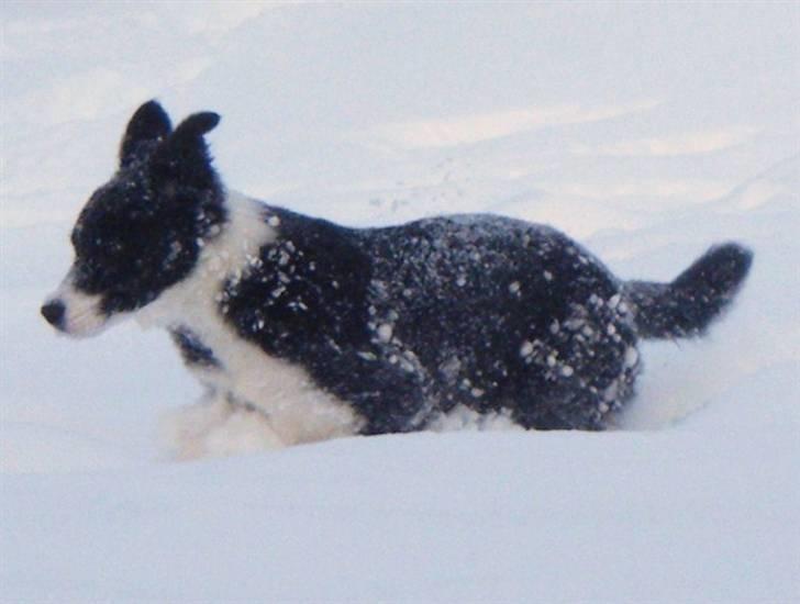 Border collie Silke billede 12