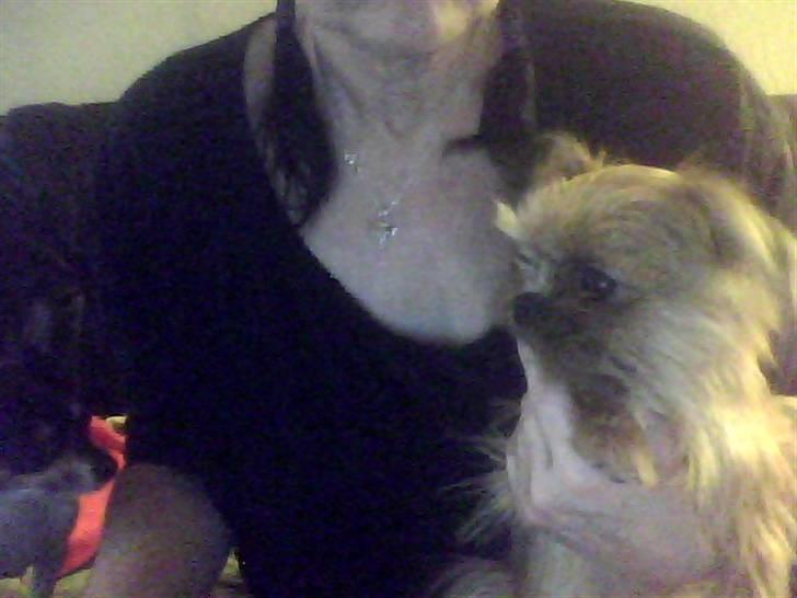 Shih tzu ronja billede 3