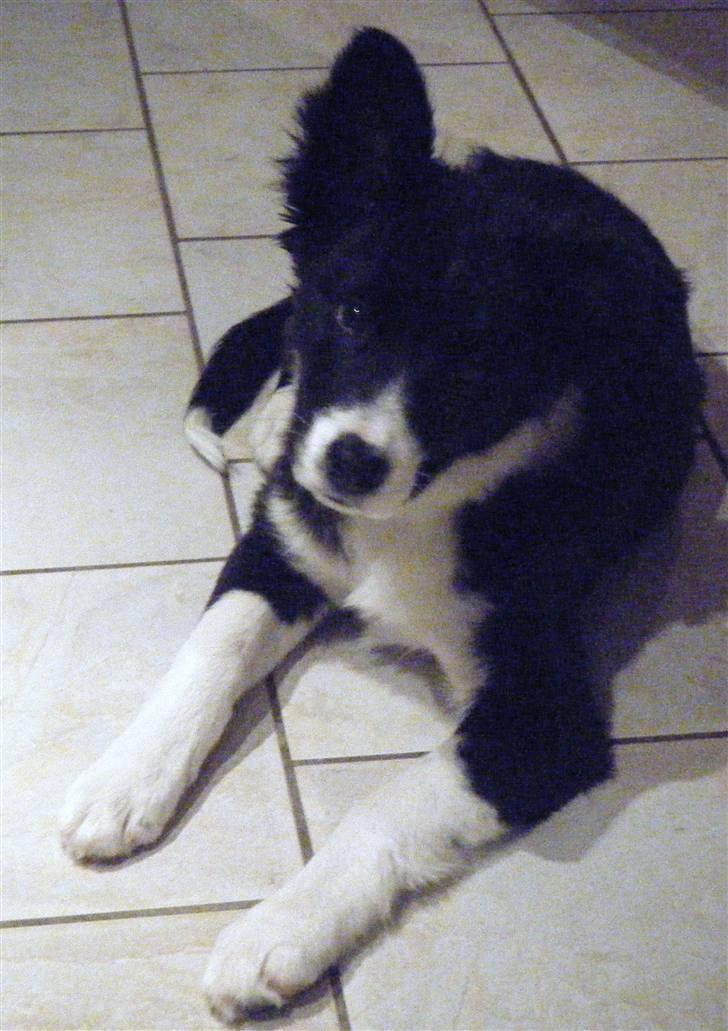 Border collie Silke billede 14