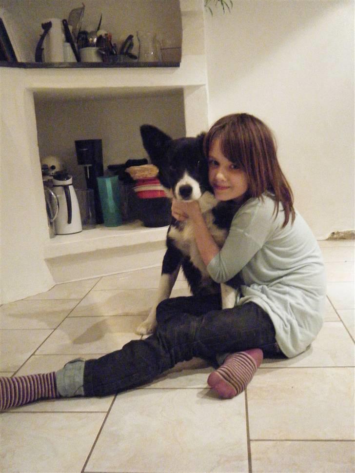 Border collie Silke billede 15