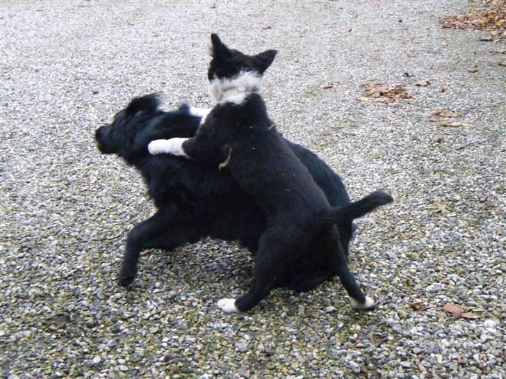 Border collie Silke billede 17