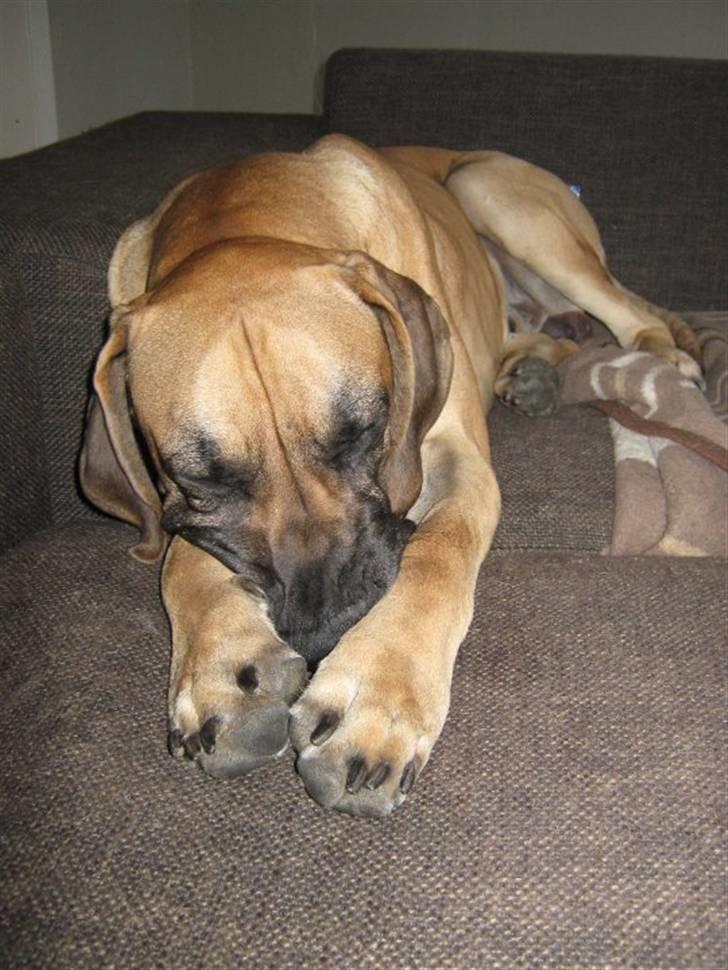 Grand danois Carlo billede 2