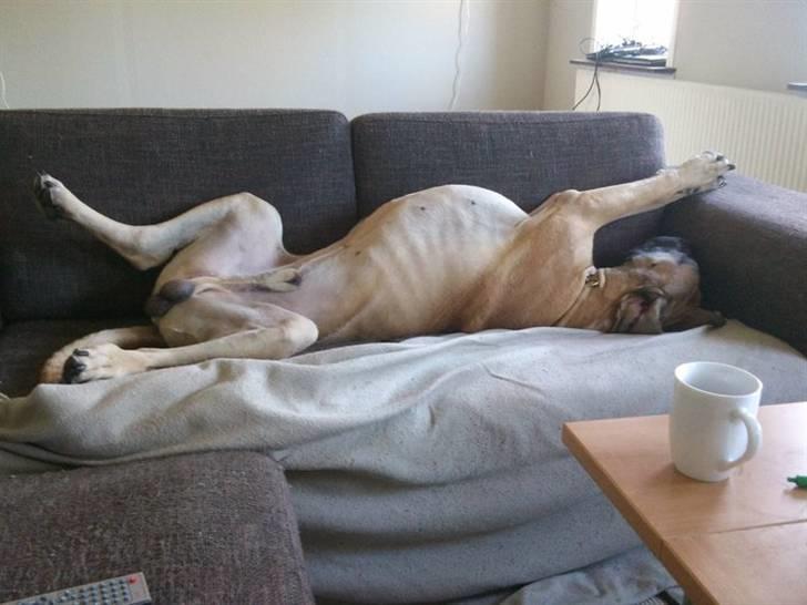 Grand danois Carlo billede 3