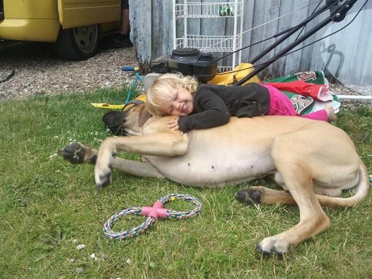 Grand danois Carlo billede 4