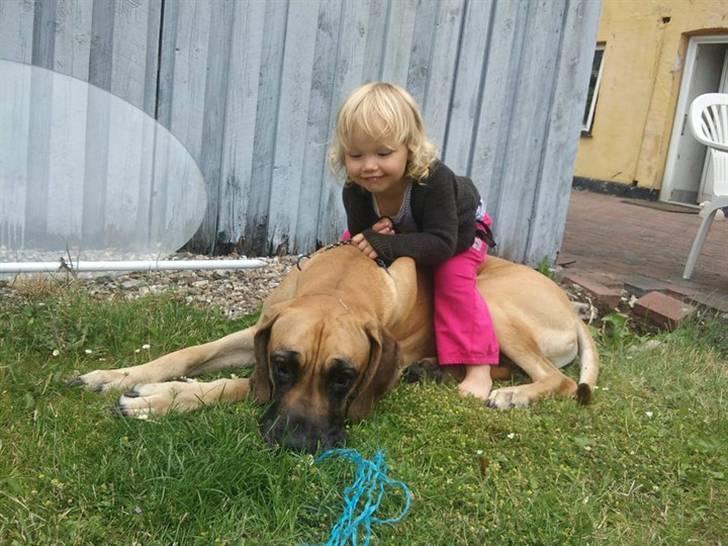 Grand danois Carlo billede 5