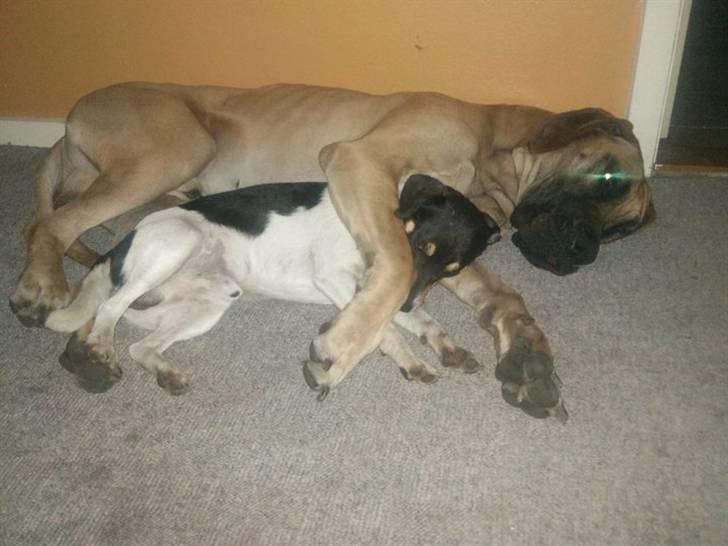 Grand danois Carlo billede 6