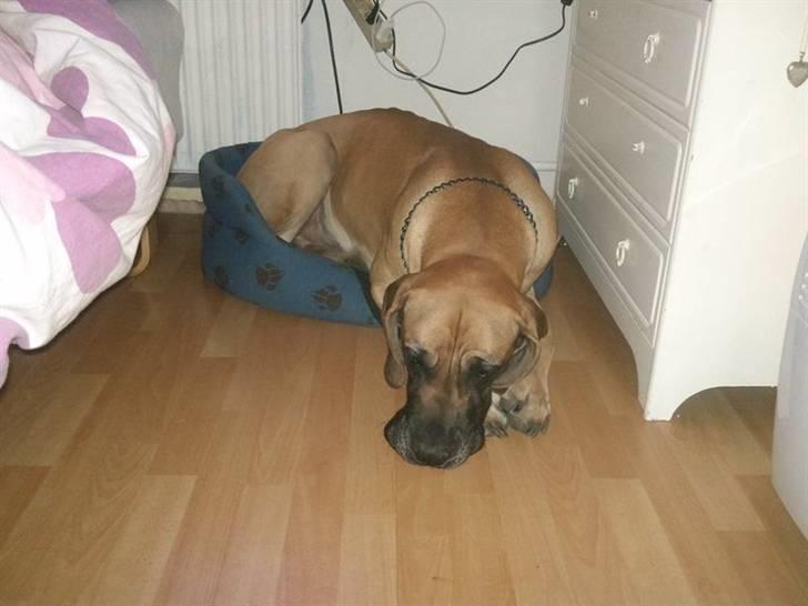 Grand danois Carlo billede 7