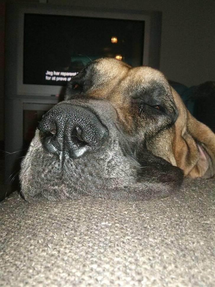 Grand danois Carlo billede 8