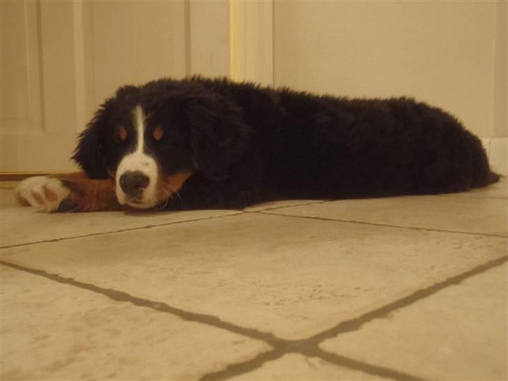 Berner sennenhund Selma billede 9