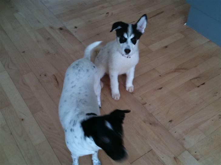 Alaskan husky Cayza billede 16