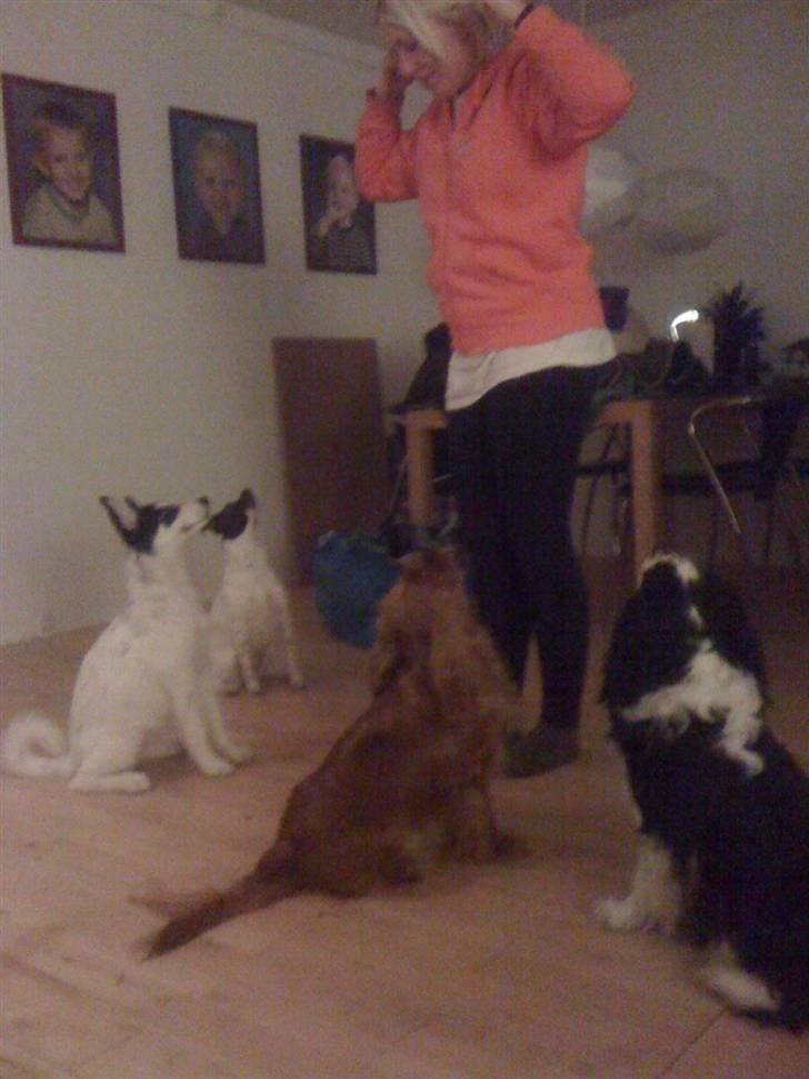 Alaskan husky Cayza billede 10