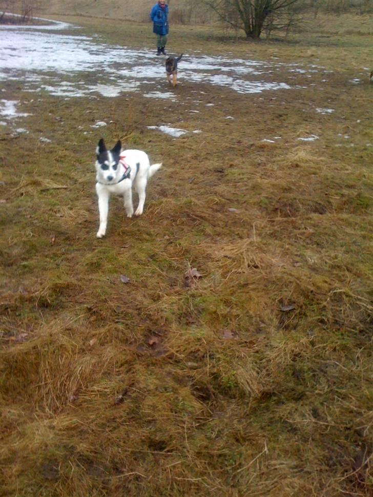 Alaskan husky Cayza billede 11