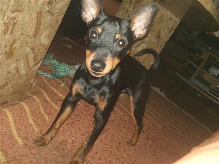 Dvaergpinscher Kenzo billede 3
