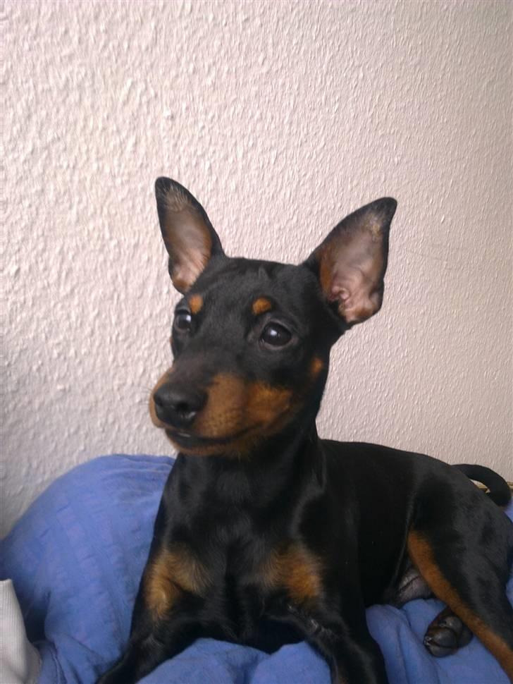 Dvaergpinscher Kenzo billede 4