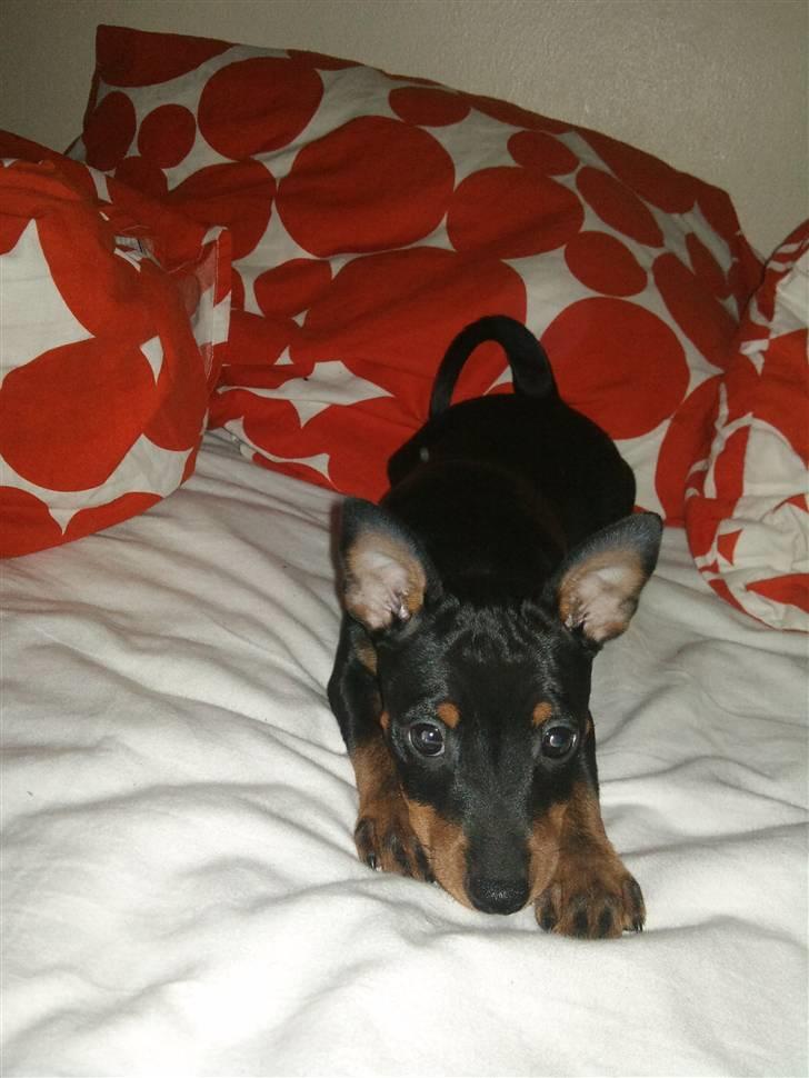 Dvaergpinscher Kenzo billede 5