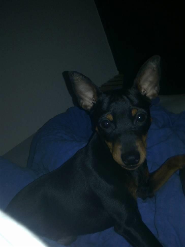 Dvaergpinscher Kenzo billede 6