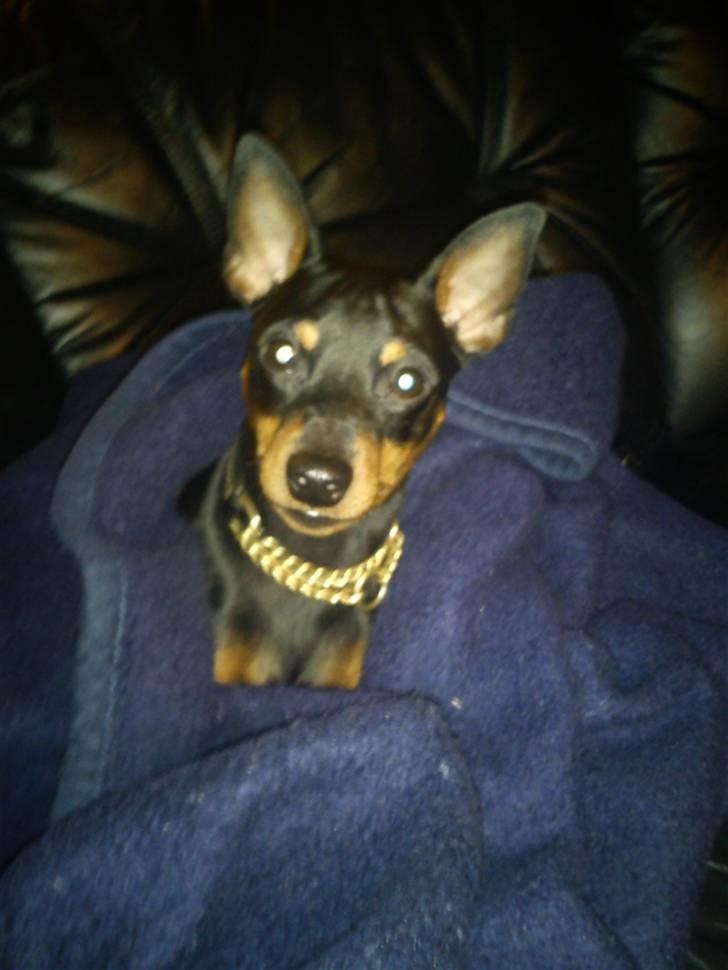 Dvaergpinscher Kenzo billede 7