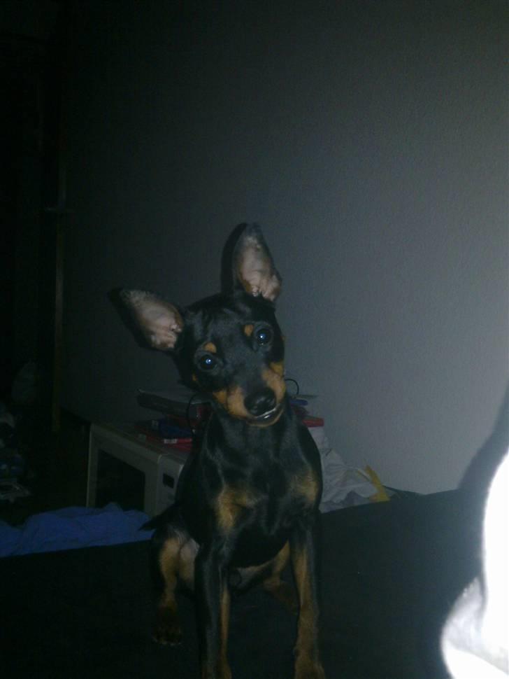 Dvaergpinscher Kenzo billede 8