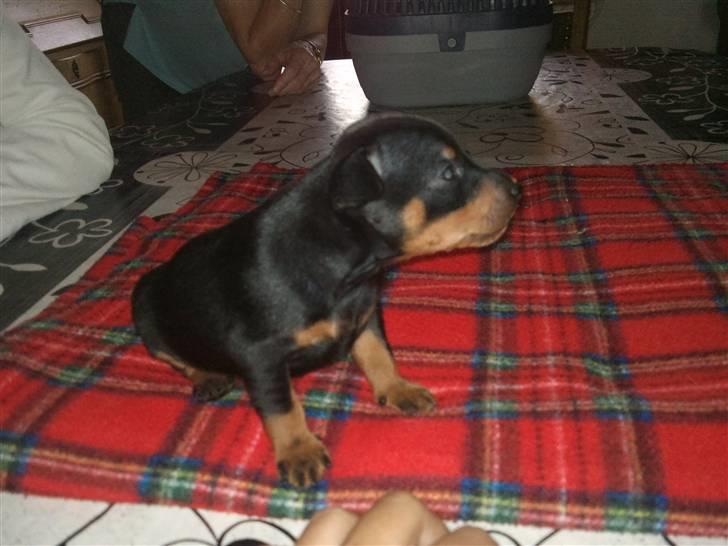 Dvaergpinscher Kenzo billede 9