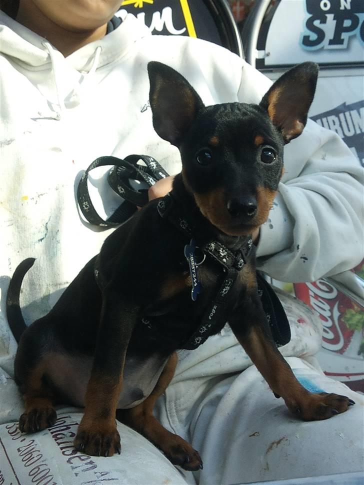 Dvaergpinscher Kenzo billede 10