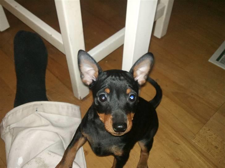 Dvaergpinscher Kenzo billede 11