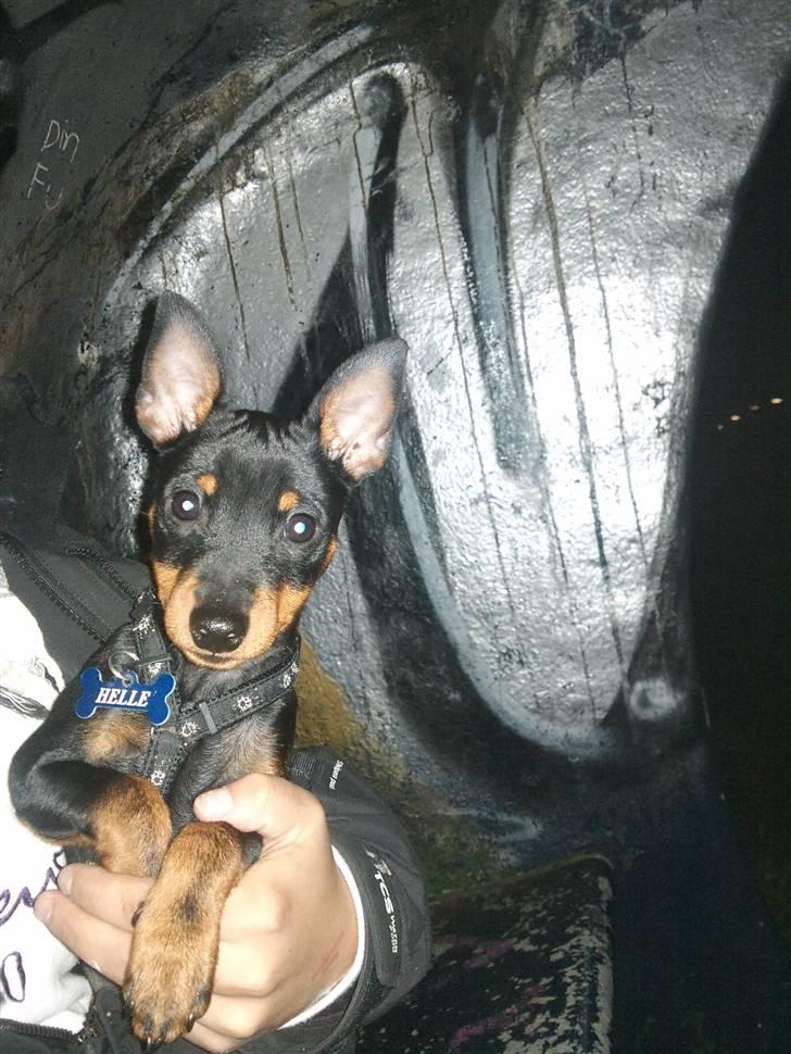 Dvaergpinscher Kenzo billede 12