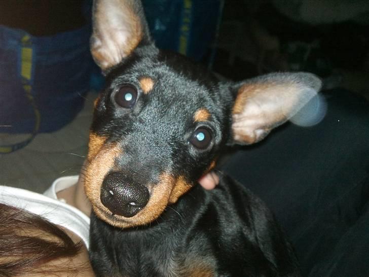 Dvaergpinscher Kenzo billede 13