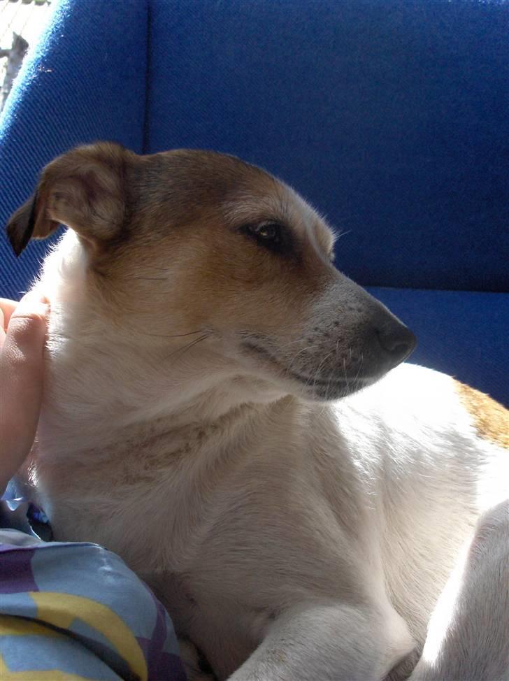 Blanding af racer Sitka - Smukke Sitka :) billede 6