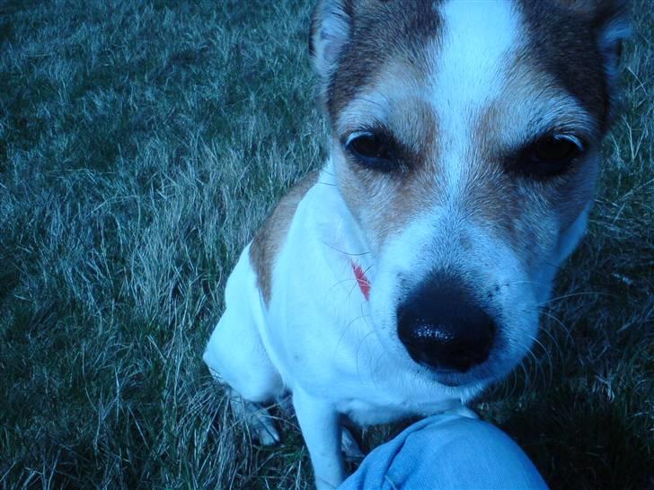 Blanding af racer Sitka - Søde Sitka :) billede 8