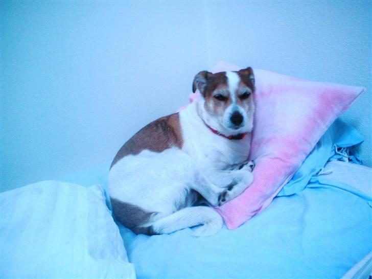 Blanding af racer Sitka - Sitka der har overtaget sengen billede 9