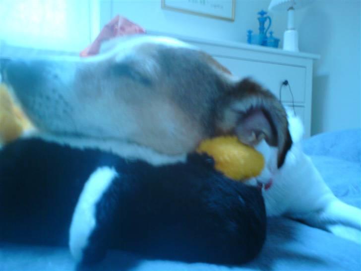 Blanding af racer Sitka - Lykken er , at tage sig en lur på sin bamse billede 5