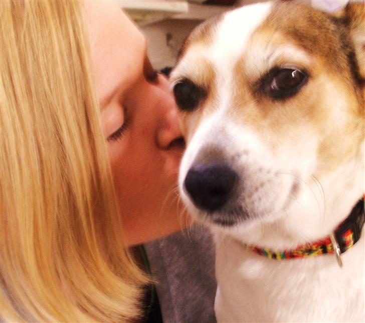 Blanding af racer Sitka - mys mys billede 7