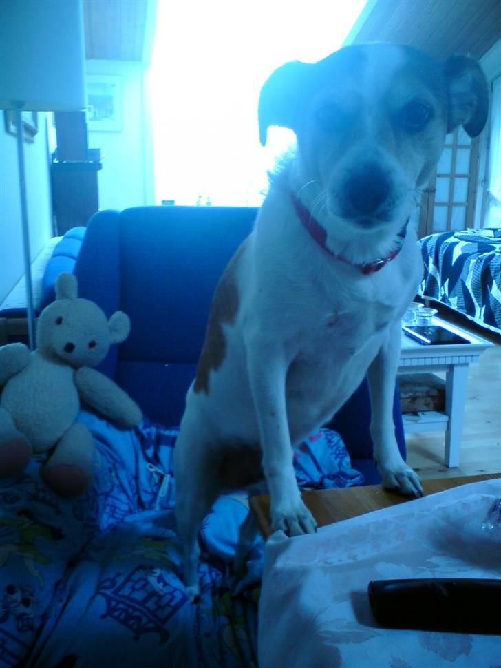 Blanding af racer Sitka - Sitka der beder´ om opmærksomhed :) billede 10