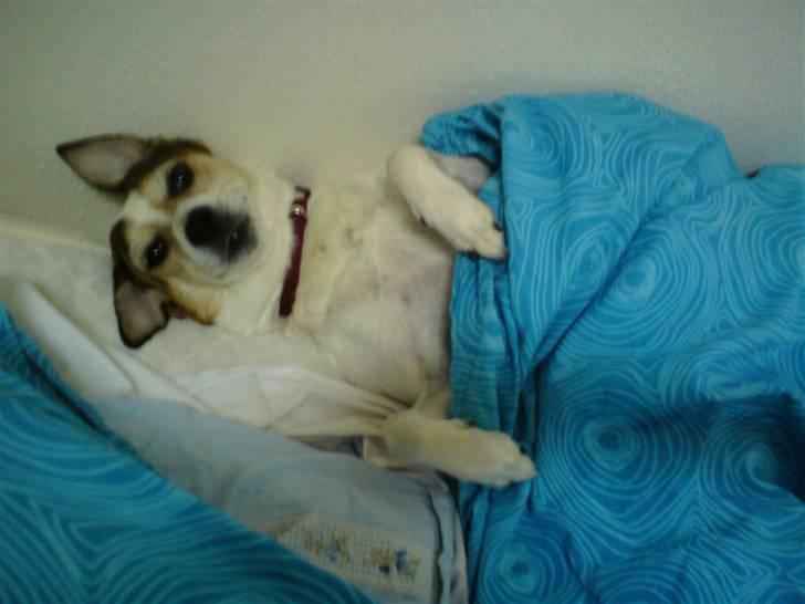 Blanding af racer Sitka - Hun er måske ikke særlig morgensmuk :P billede 12