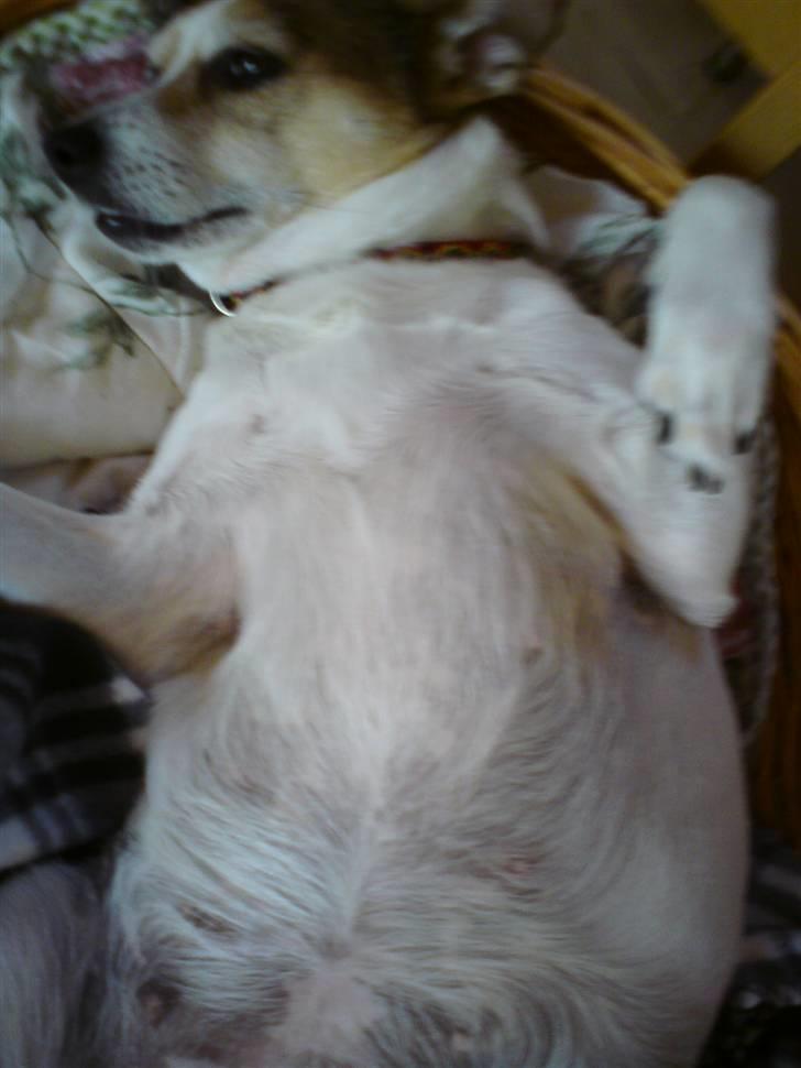 Blanding af racer Sitka - Sitka, som hun bedst ligger i sin kurv :) billede 11