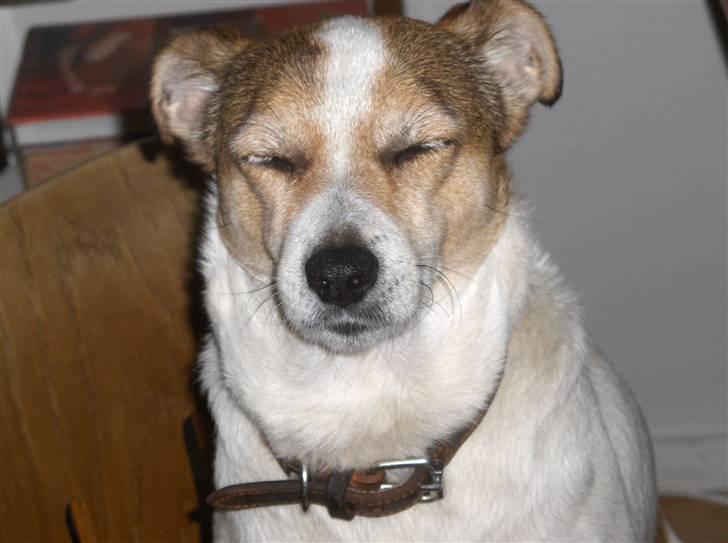 Blanding af racer Sitka - Blitz ! billede 15