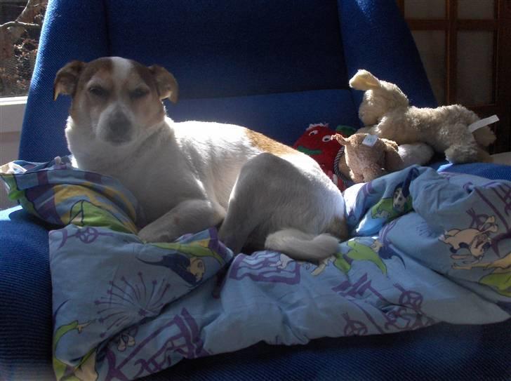 Blanding af racer Sitka - Sitka med nogle af sine maaange bamser :) billede 14