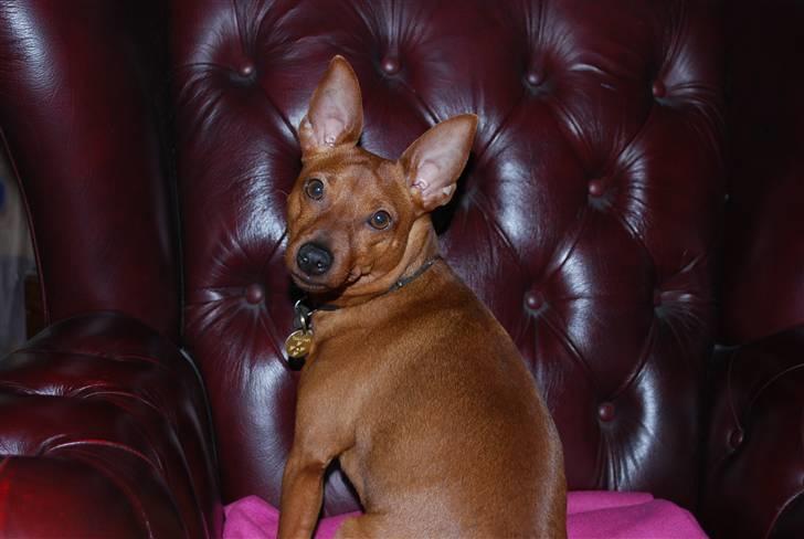 Dvaergpinscher chico - se hor fint jeg sidder i mors stol he he billede 11