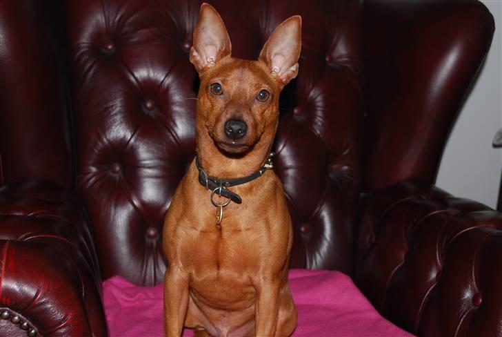 Dvaergpinscher chico - far bliver ved med at tage billeder øv billede 12