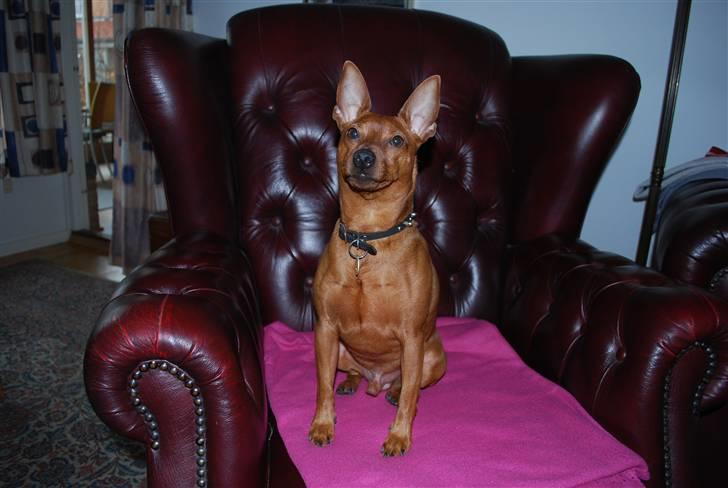 Dvaergpinscher chico billede 13