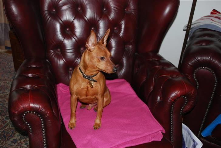 Dvaergpinscher chico billede 14