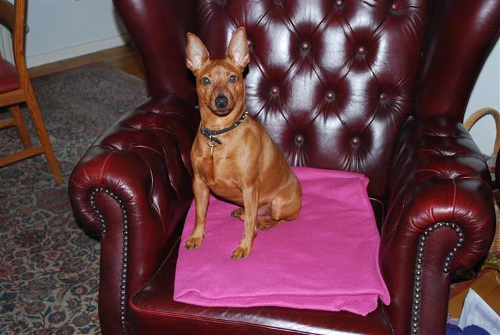 Dvaergpinscher chico billede 15