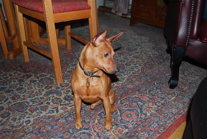 Dvaergpinscher chico billede 16