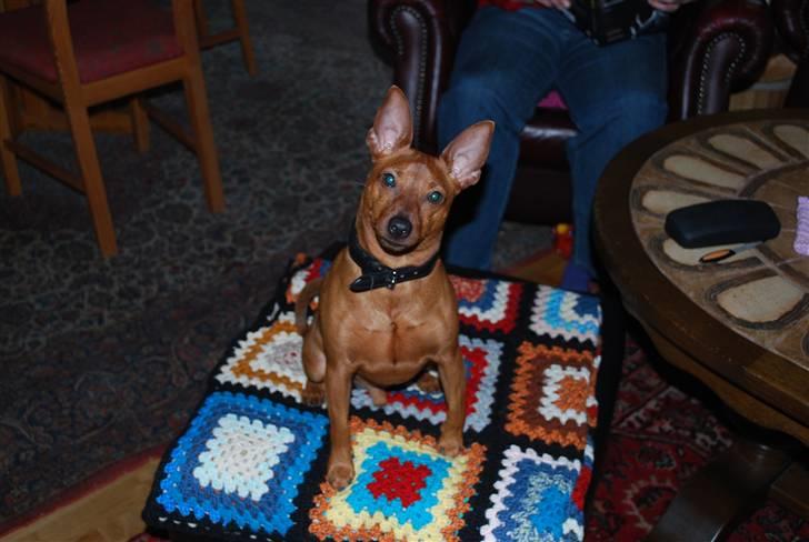 Dvaergpinscher chico - ham far er da lidt tosset med billeder billede 17