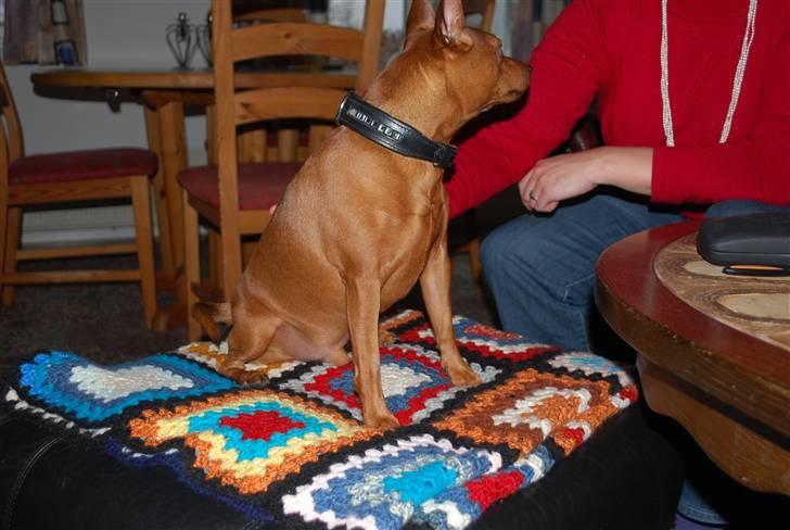 Dvaergpinscher chico - her skulle jeg lige have mit fine hals bånd på he he he billede 18