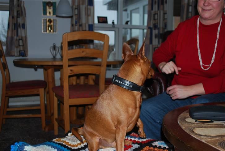 Dvaergpinscher chico billede 19