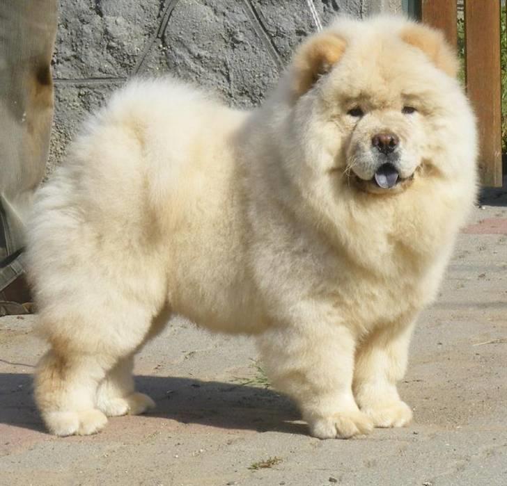 Chow chow Rossy Robinson - Robinson 4½ mdr. gammel billede 1