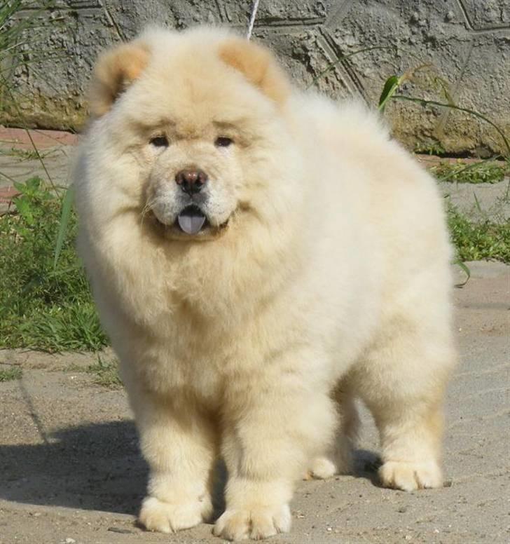 Chow chow Rossy Robinson - Robinson 4½ mdr. gammel billede 2