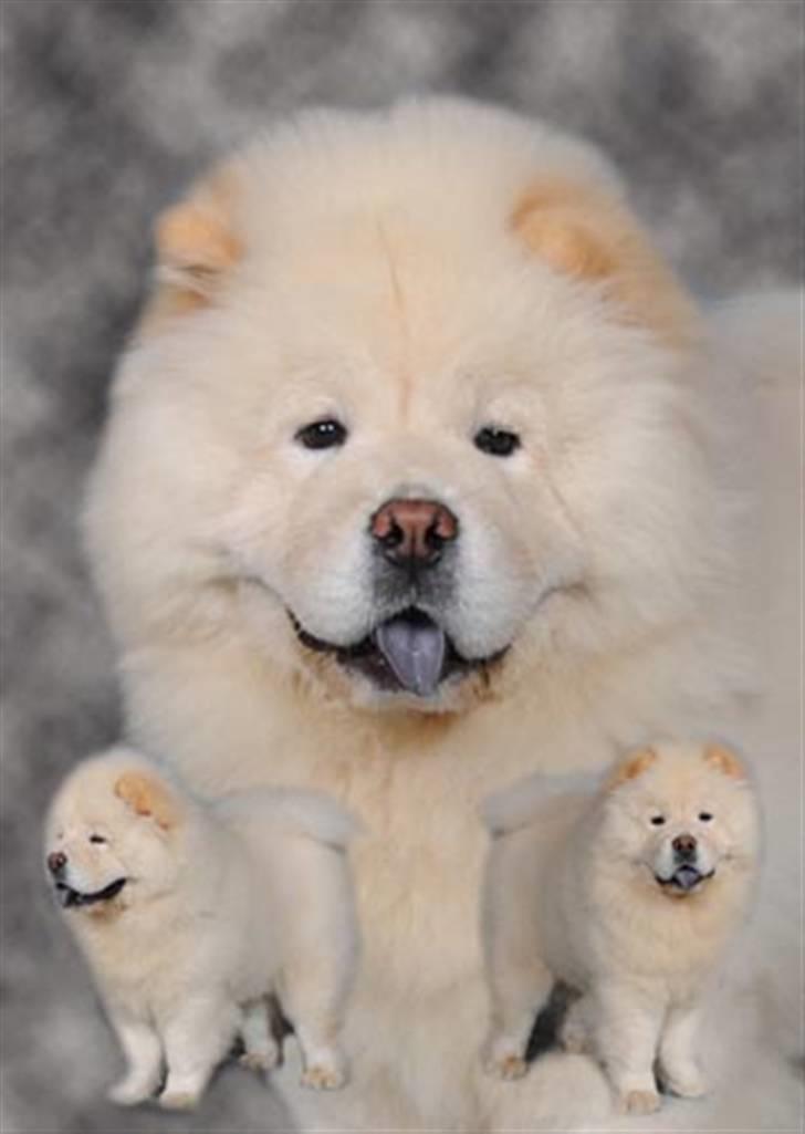Chow chow Rossy Robinson - Robinson 6 mdr. gammel billede 3