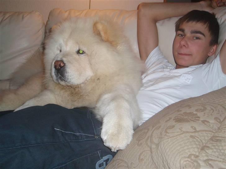 Chow chow Rossy Robinson - Robinson og min søn juleaften billede 4